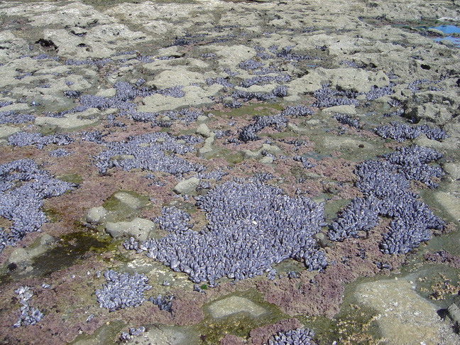 Bed of Mussels